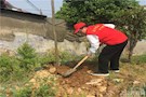 春风吹新绿 植树正当时