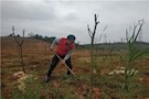 武陵区委政法委开展义务植树活动