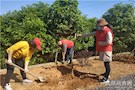 武陵区委政法委开展义务植树活动